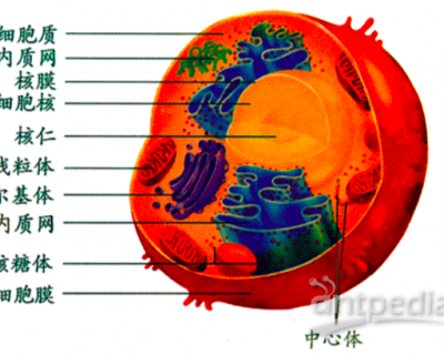 在光学显微镜下和电子显微镜下，分别看到细胞哪些结构？